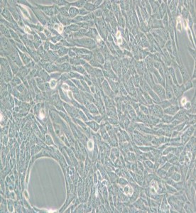 HT22小鼠海馬神經(jīng)元細(xì)胞主圖