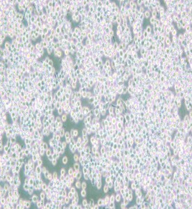 MH-S小鼠肺泡巨噬細(xì)胞主圖