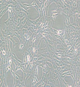GC-1 spg 小鼠精原細胞主圖