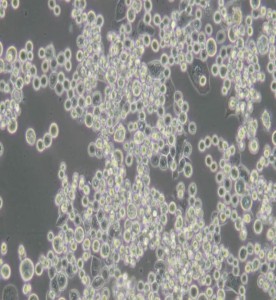 MDA-MB-453人乳腺癌細(xì)胞(L15)主圖