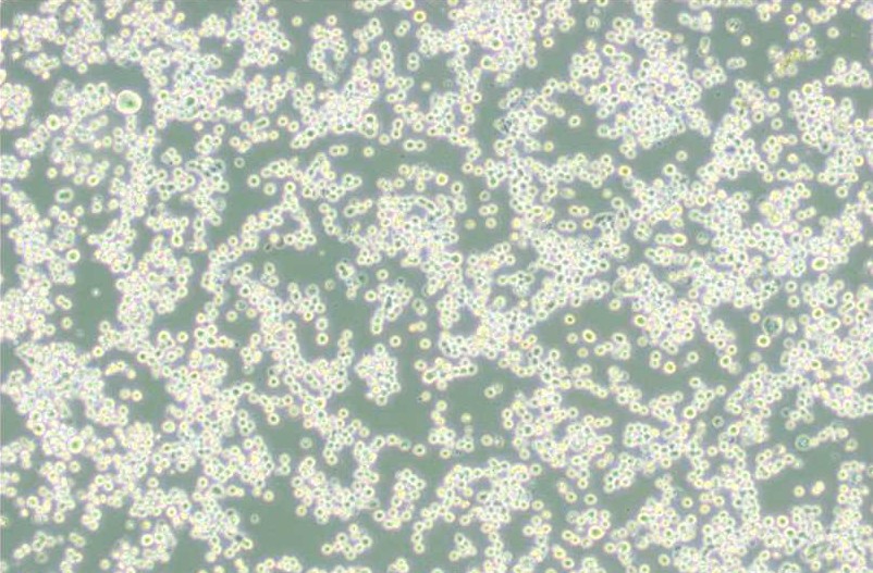 MR1中國倉鼠X小鼠B淋巴細胞雜交瘤主圖