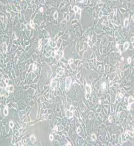  COS-1非洲綠猴SV40轉(zhuǎn)化的腎細(xì)胞主圖