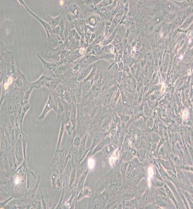 Pt K1/NBL-3袋鼠腎細(xì)胞主圖