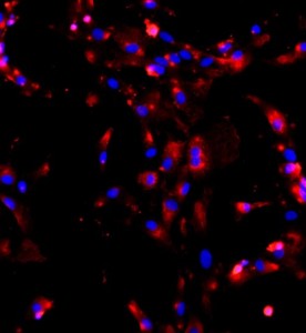 小鼠Ⅱ型肺泡上皮細胞 主圖