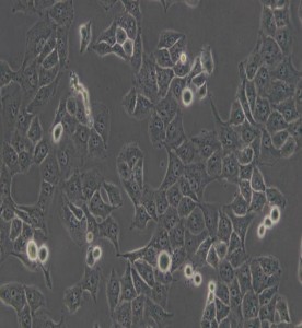 PANC-1人胰腺癌細胞主圖