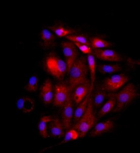 大鼠子宮內(nèi)膜上皮細胞主圖