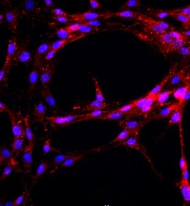 大鼠主動脈內(nèi)皮細胞主圖