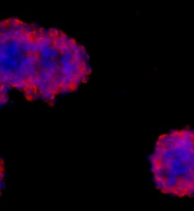 大鼠神經(jīng)干細胞主圖