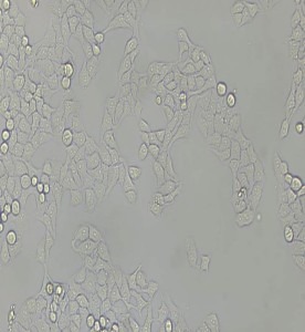 WISH人羊膜細(xì)胞主圖
