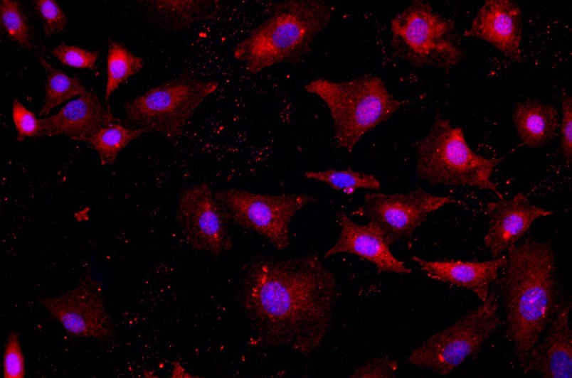 小鼠卵巢上皮細(xì)胞主圖