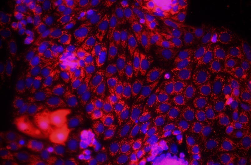 小鼠腎小管上皮細(xì)胞主圖