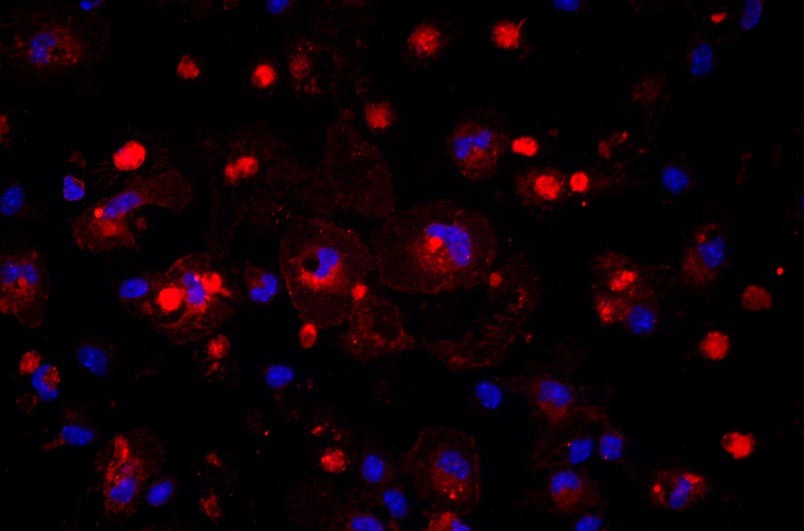 小鼠肝枯否細(xì)胞主圖