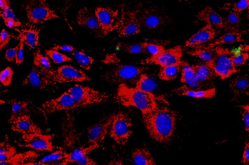 小鼠胸腺上皮細(xì)胞主圖