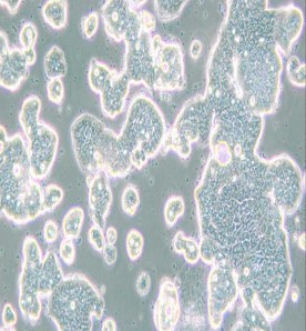 LS513人結(jié)直腸癌細(xì)胞主圖