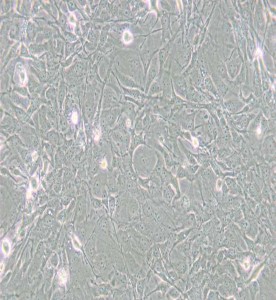 MET-5A人間皮細(xì)胞主圖