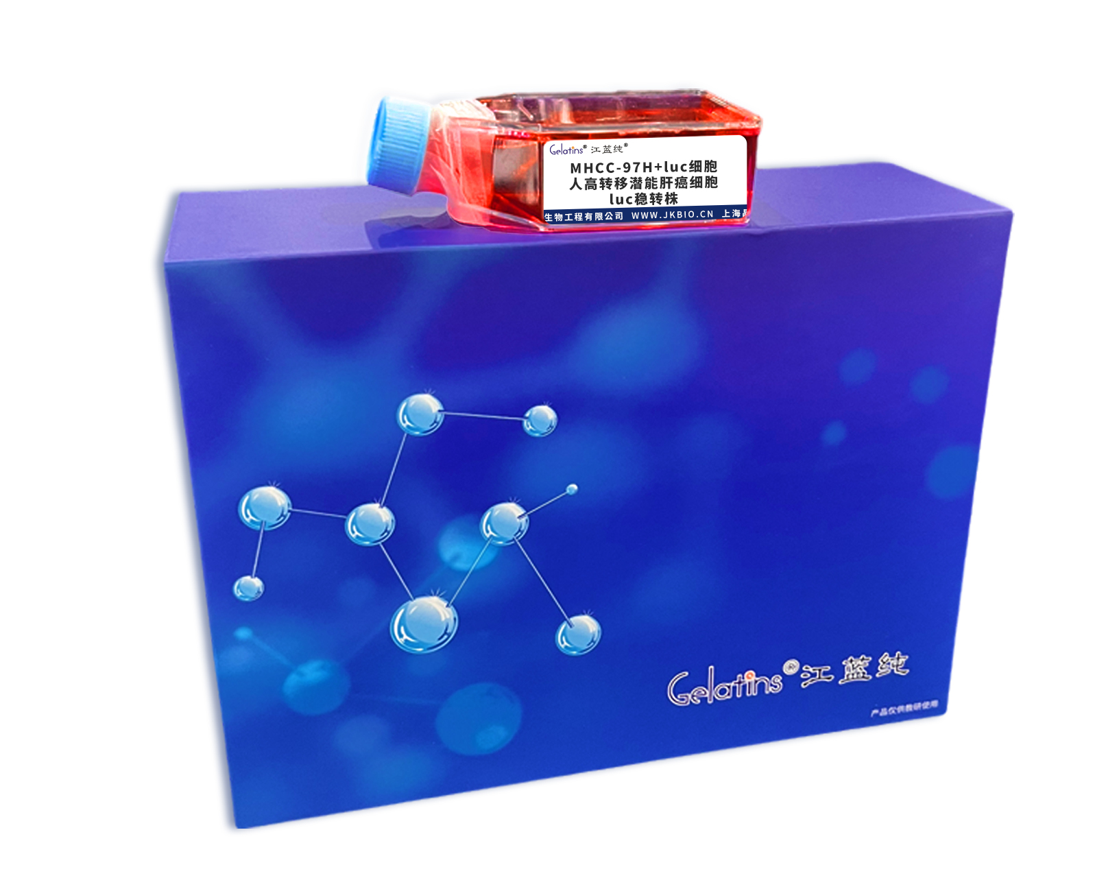 MHCC-97H+luc細胞 ; 人高轉(zhuǎn)移潛能肝癌細胞luc穩(wěn)轉(zhuǎn)株主圖