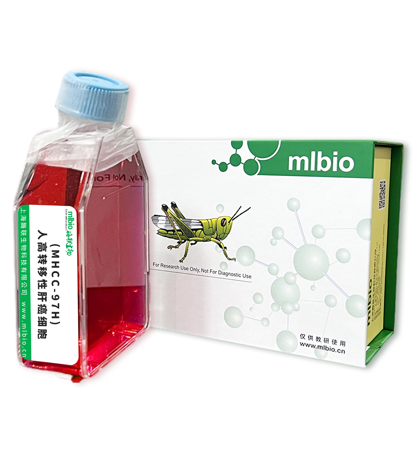 (MHCC-97H)人高轉(zhuǎn)移性肝癌細(xì)胞主圖