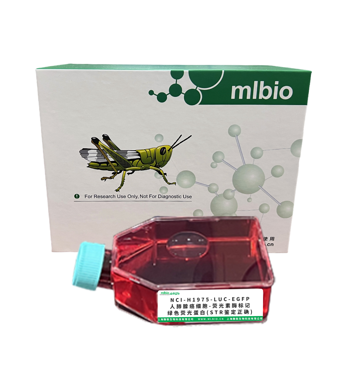 NCI-H1975-LUC-EGFP/人肺腺癌細胞-熒光素酶標(biāo)記-綠色熒光蛋白(STR鑒定正確)主圖
