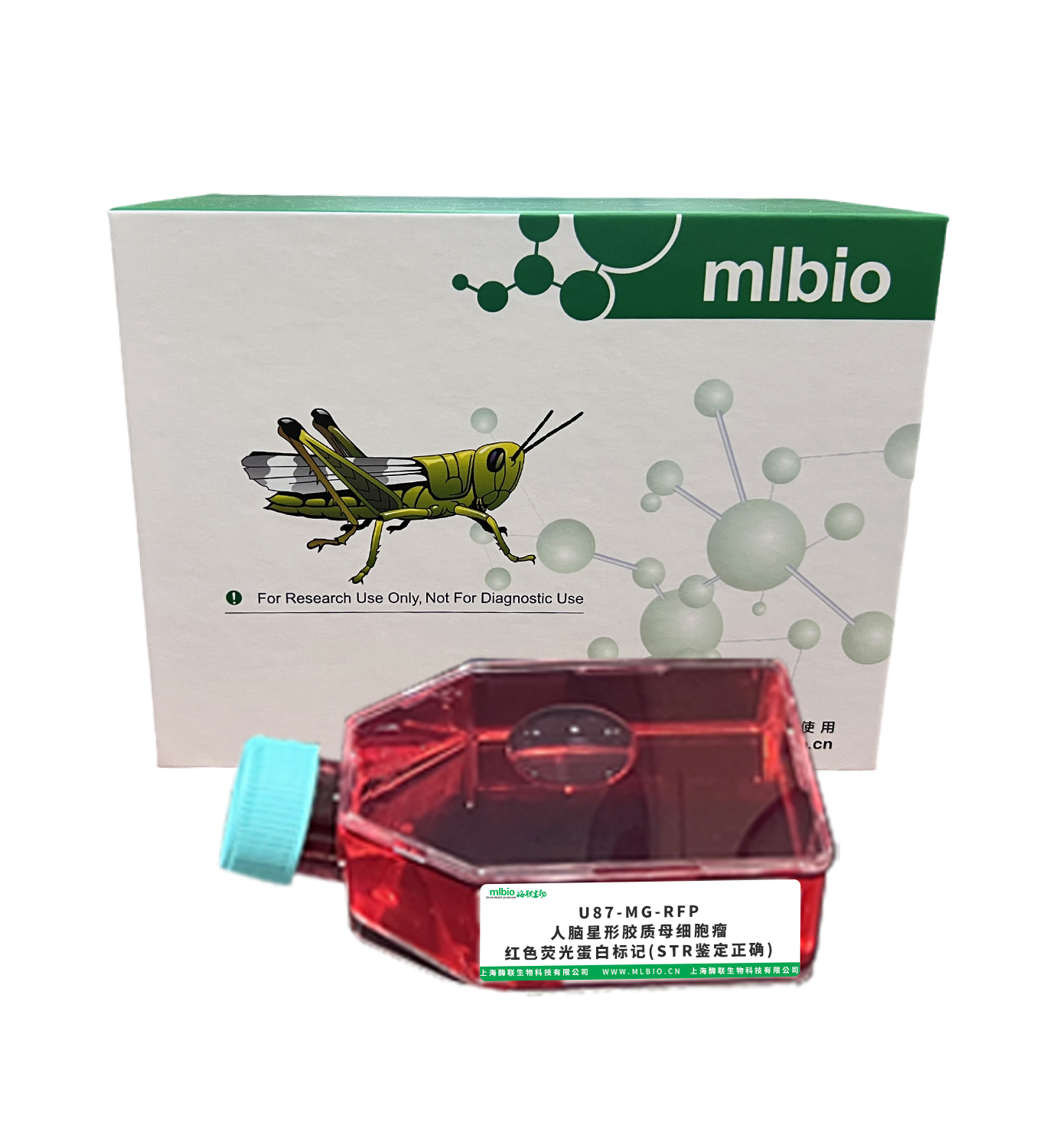 U87-MG-RFP/人腦星形膠質(zhì)母細胞瘤-紅色熒光蛋白標記(STR鑒定正確)主圖