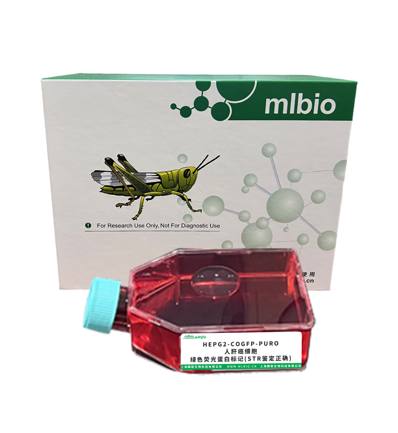 HEPG2-COGFP-PURO/人肝癌細(xì)胞-綠色熒光蛋白標(biāo)記(STR鑒定正確)主圖