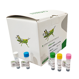 香石竹細(xì)菌性萎蔫病菌探針法qPCR試劑盒(不含內(nèi)參)主圖