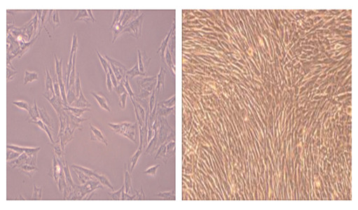 干細(xì)胞培養(yǎng)結(jié)果示意圖